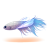 Ryba-ważka