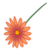 Kwiatek4