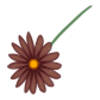 Kwiatek9