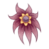 Kwiat Shy Nenuphar 10