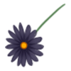 Kwiatek2
