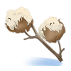 Cotton Flower (food)