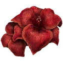 Sanguine Amaryllis Grown by bloodfiends in pools of blood.