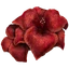 ER Icon Crafting Material Sanguine Amaryllis