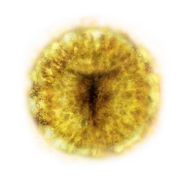 Marika's Rune has an convex arc