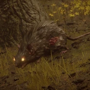 Frenzied rat in the Abyssal Woods