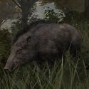 Boar
