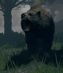 Bear