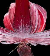 The Beast of Salvation