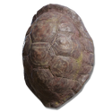 Great Turtle Shell