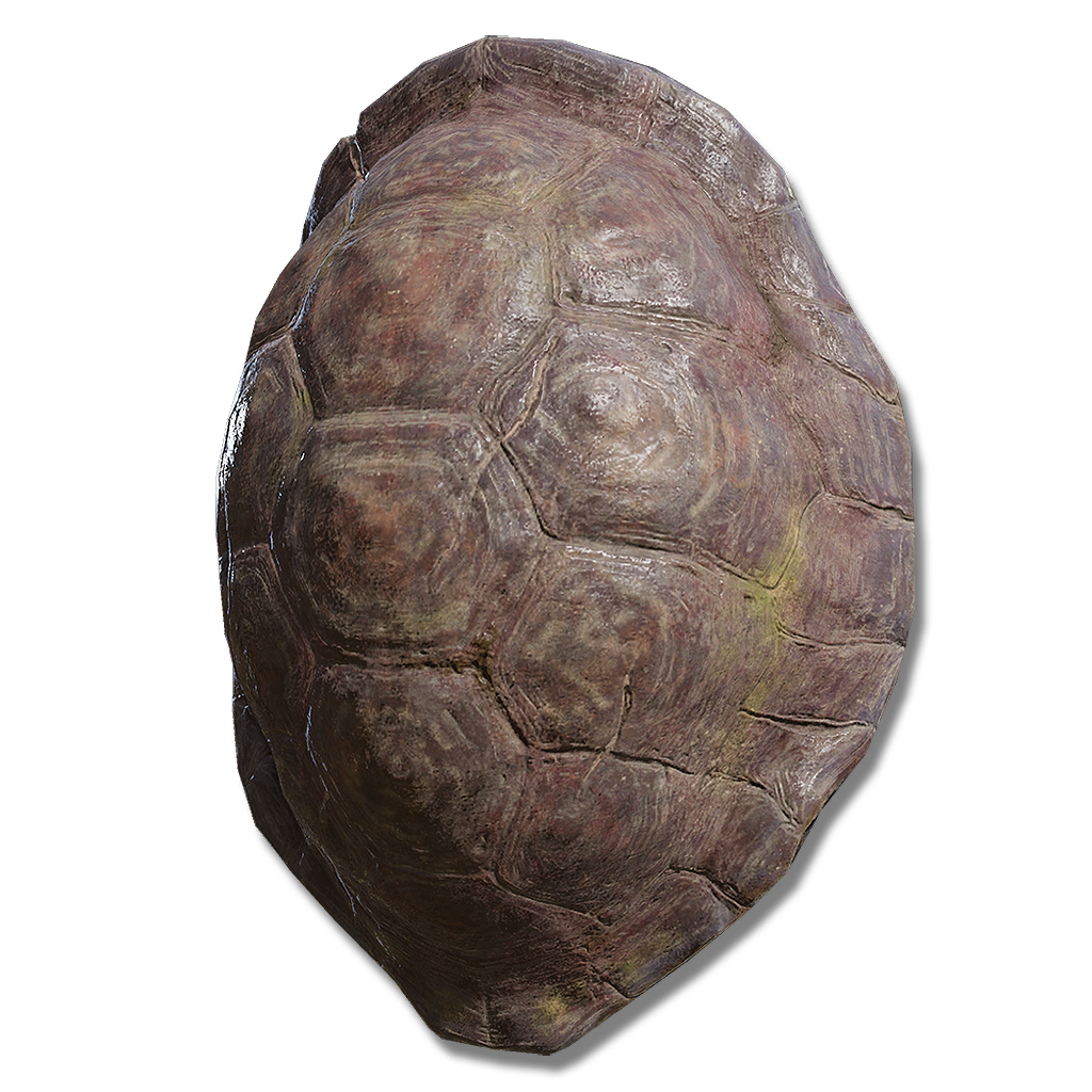 Turtle Shell