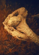 Shed serpent skin outside Bonny Village