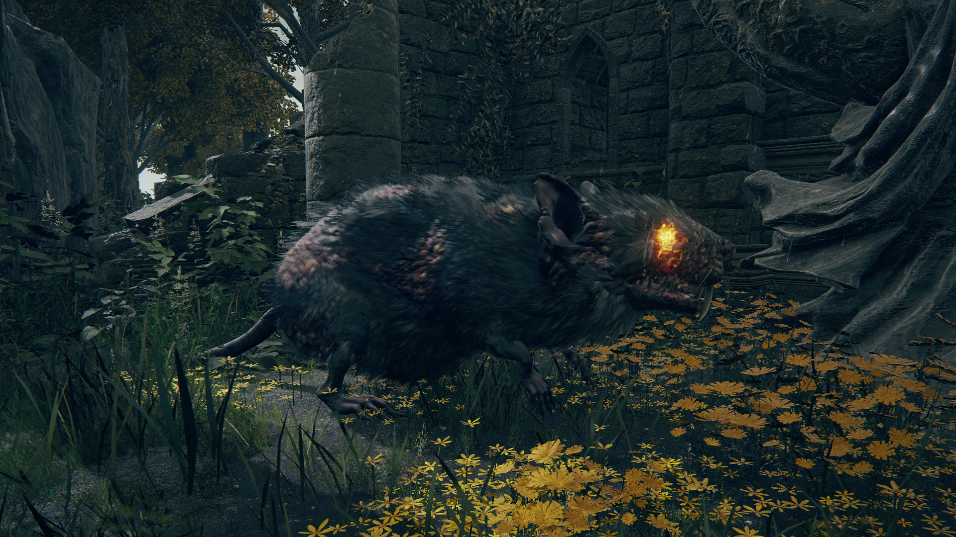 Giant Rat  Elden Ring Wiki