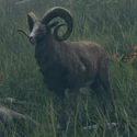Greathorn Sheep