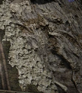 Perforated, bone-like stones form on certain structures around Limveld