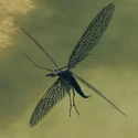 Grave Dragonfly