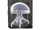 Spirit Jellyfish Ashes