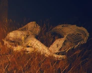 Shed serpent skin outside Bonny Village