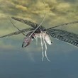 Гигантская стрекоза