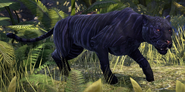 A Striped Senche-Panther.