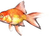 Goldfish