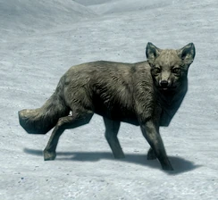 SnowFox