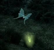 luna moth and torchbug seen by Bleakwind Basin.