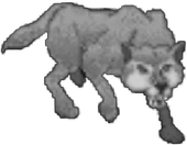 A Snow Wolf as seen on Official Arena Player's Guide.