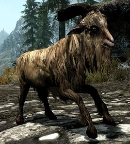 Koza (Skyrim)