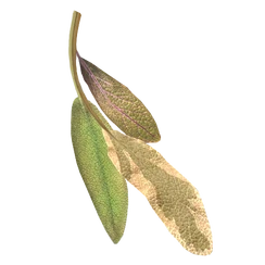 Эльфийские уши