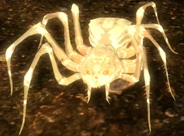 Albino spider