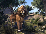 Pride-King Lion