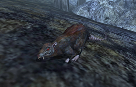 Rat (Morrowind)