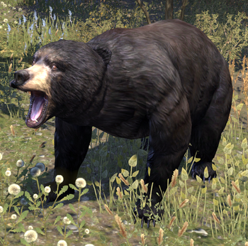 Black Bear