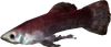 Cyrodillic spadetail.png