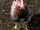 Chicken Skyrim.png