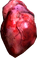 Human heart