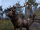 Elk (Online)