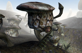 Anis Seloth Alchemist