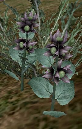 Riped Belladonna