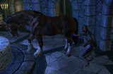 Brelyna transforming the Dragonborn into a Horse