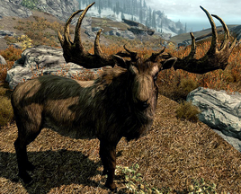 Elk
