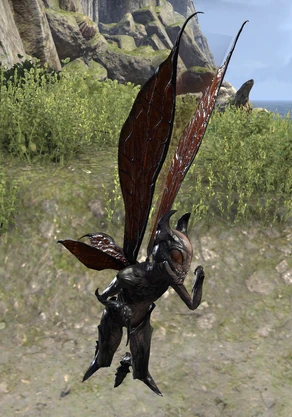 Sylvan Nixad z gry The Elder Scrolls Online