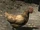 Galinha (Skyrim)