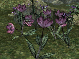 Willow Flower