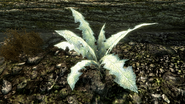 A close up of the Nirnroot.