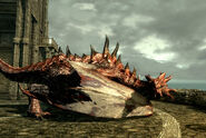 Odahviing in Dragonsreach, after being released.