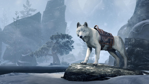 Crown Store Ice Wolf