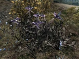 Паслён (Skyrim)