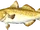 Cod